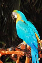 Blue african parrot