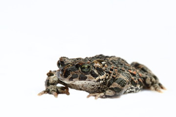 Fototapeta premium Wechselkröte (Bufo viridis)