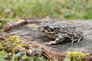 Wechselkröte (Bufo viridis)