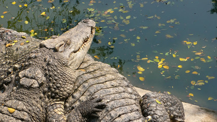 crocodile