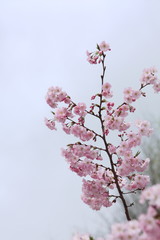 Árbol en flor