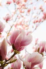 magnolia