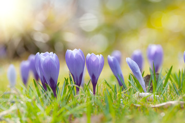 Crocuses