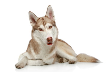 Siberian Husky on white