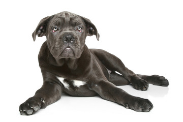 Cane corso dog puppy