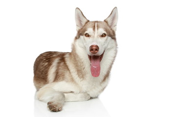 Siberian Husky on white