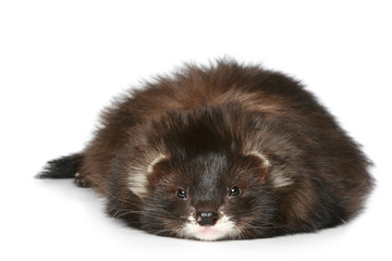 Ferret lying on a white background