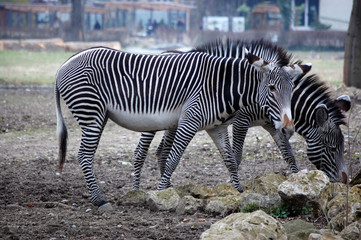 Fototapeta na wymiar Zebras in Zoo