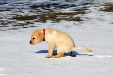 Dog pooping in the snow
