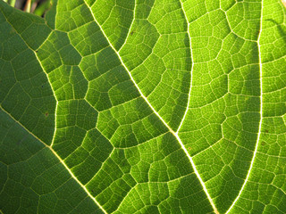 Фактура зеленого листа