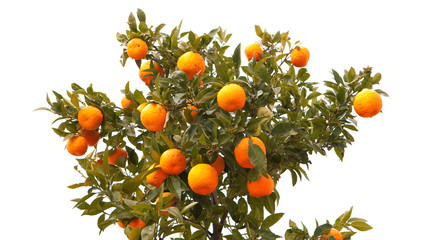 Beautiful tree with mandarin fruit
