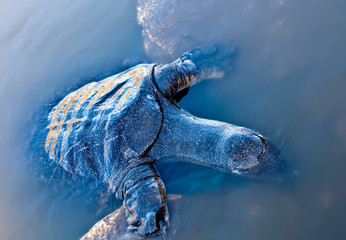 Turtle swimming .