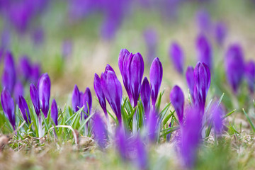 Violet crocuses growing happily in the grass - 31068846