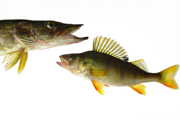 Щука и окунь а белом фоне
