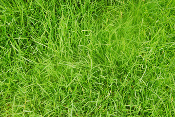 green grass