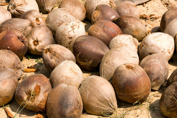 Old coconut . Thailand .