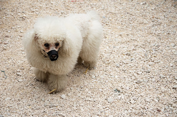 Cagnolino bianco © Buffy1982