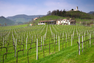 Fototapeta na wymiar winnice na wzgórzach Treviso