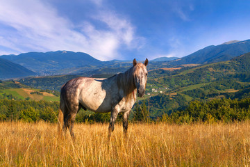 White horse in the mountains