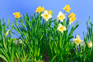 ao_110327_1424_WIP narzissen