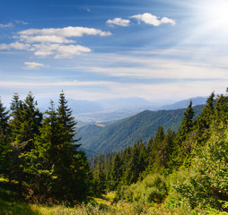Summer landscape in the mountains