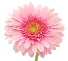 Papier Peint photo Lavable Gerbera Gerbera rose