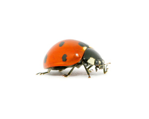 Fototapeta premium Ladybug