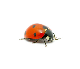 Fototapeta premium Ladybug