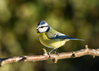 Blue Tit (Cyanistes caeruleus)