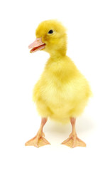 yellow duck