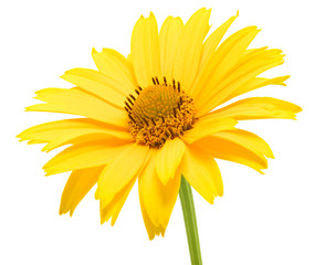 yellow daisy flower