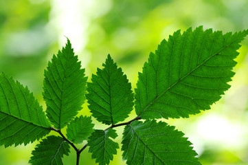 Green leaves