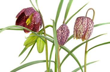Schachbrettblume