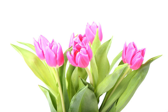 Bouquet of pink tulips isolated on a white background