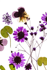 summer flowers