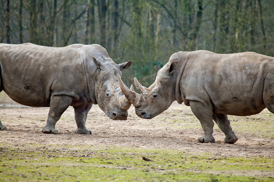 Couple Of Rhinos Fighting