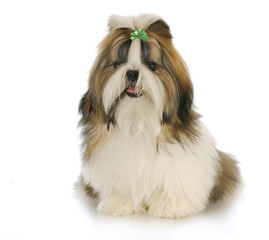 shih tzu