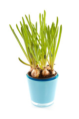 Muscari botryoides flowers also known as blue grape hyacinth