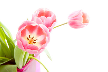 Pink Dutch tulips over white background