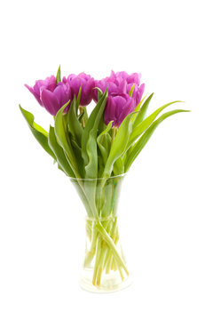 Purple Dutch tulips in vase over white background