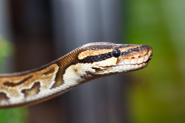 royal python, or ball python (Python regius)