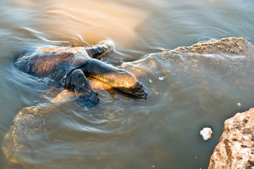 Turtle swimming .
