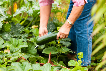 Frau erntet Zucchini im Garten