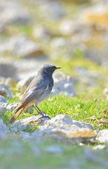 A Black Redstart (Phoenicurus ochruros)