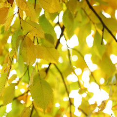 autumn leaves close up