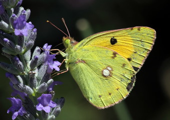 Colias Croceus