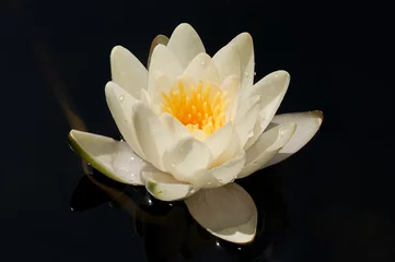 Foto auf Acrylglas Wasserlilien Weiße Seerose