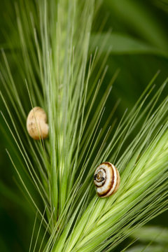 Snails on a grass spikelets