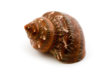 marine seashell macro
