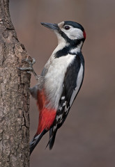 Woodpecker at work (Great Spotted Woodpecker)